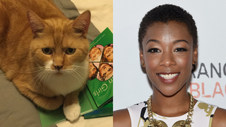 Illustration for article titled Meet Jezebel's Pets and Their Celebrity Lookalikes!